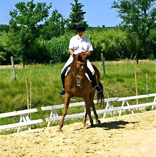 cheval-pas