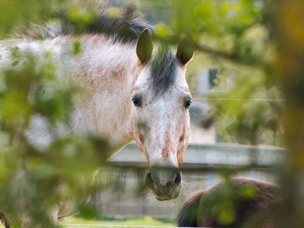 cheval-branches