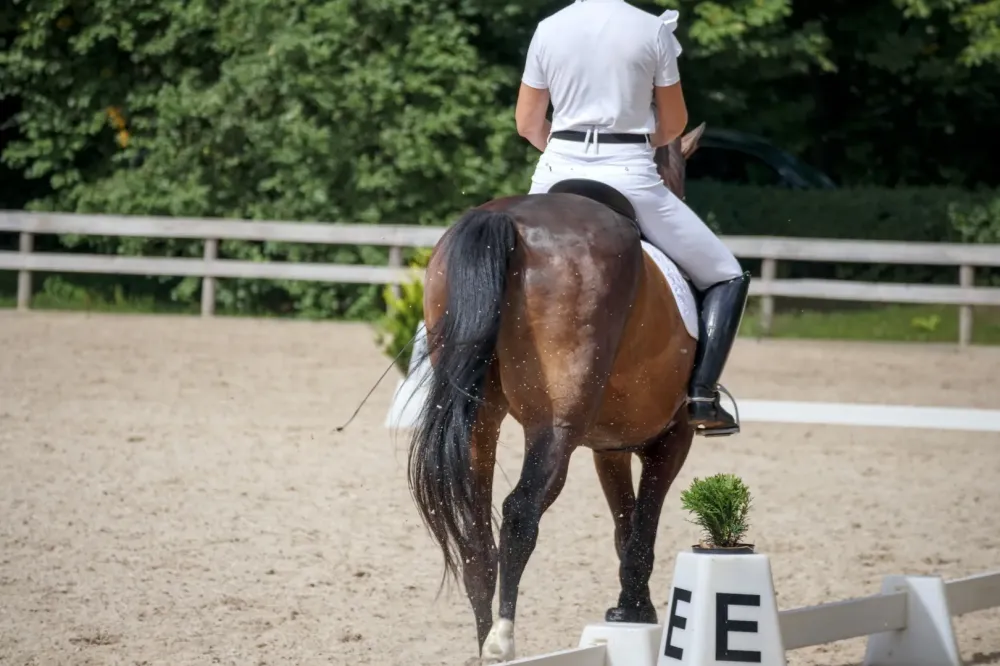 Concours hippiques près de Millas