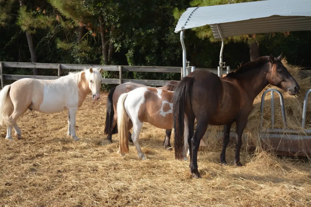 Pension chevaux près de Millas