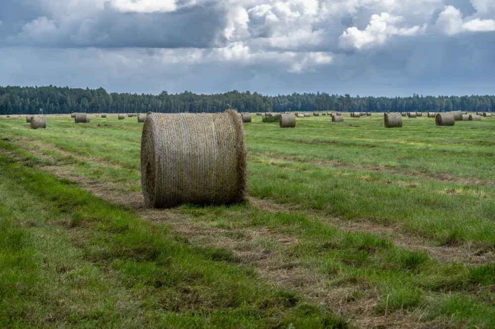 Vente de foin près de Millas